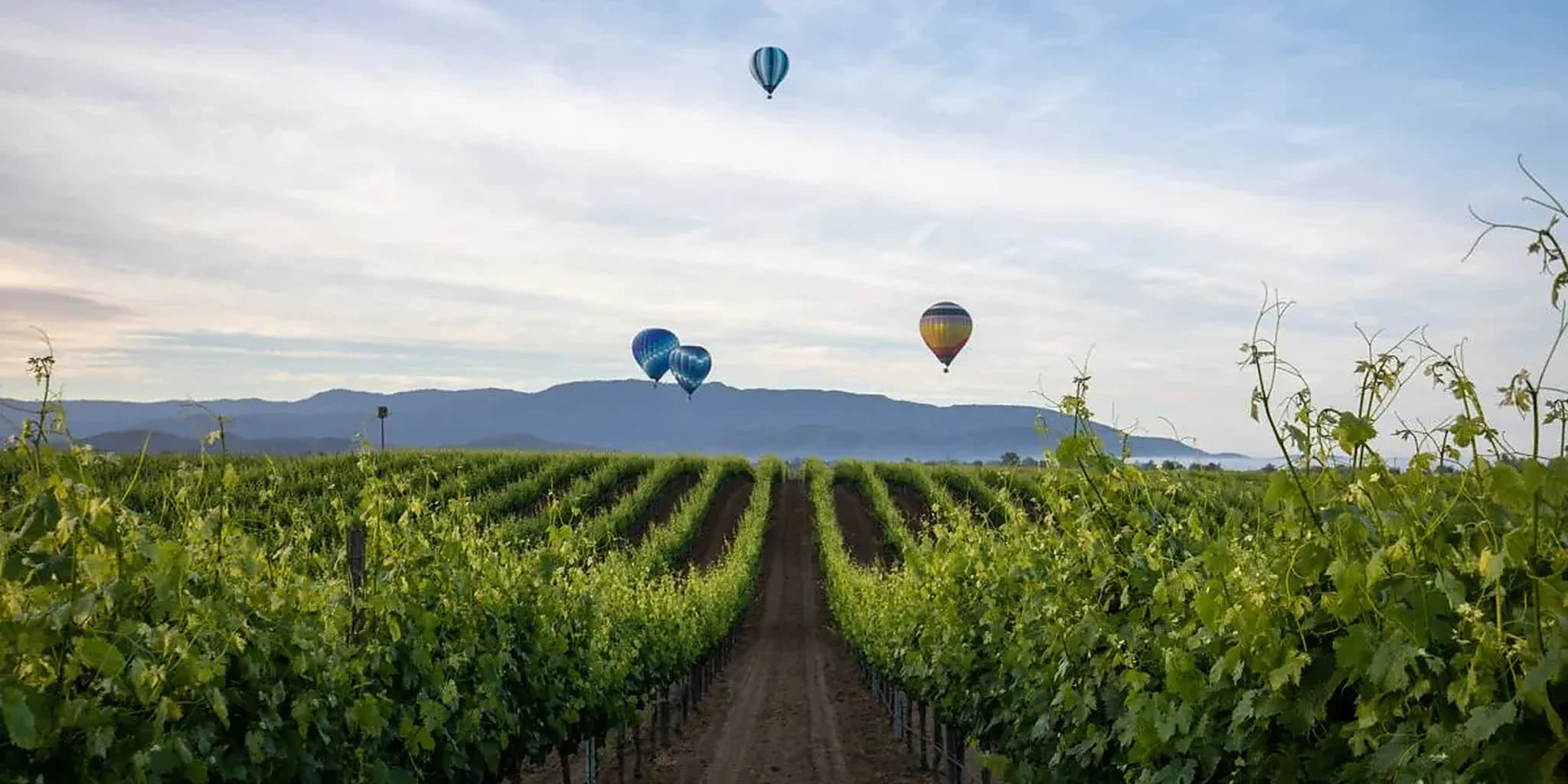 Hot air balloons over vineyard rows at dawn in Temecula wine country